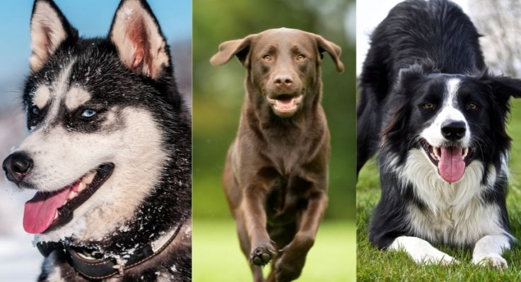 Top 5: Disse Bedste Hunderacer, Hvis Du Vil Løbe Med Din Hund - blackbailey.dk