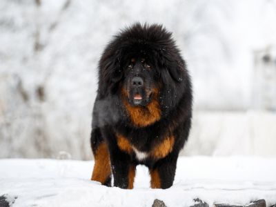 Tibetansk mastiff & De 20 dyreste hunderacer i verden