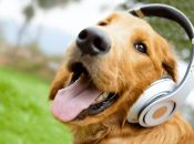 Hunde og musik: Find afslappende musik til din hund