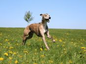 Top 15: De hurtigste hunde i verden