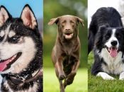 Top 5: Disse er de bedste hunderacer, hvis du vil løbe med din hund