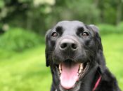 Labrador Retriever: Verdens mest kendte hund - og måske verdens bedste?
