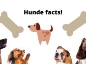 5 Sjove hunde facts