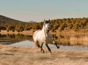 Hvor hurtig kan en hest løbe?